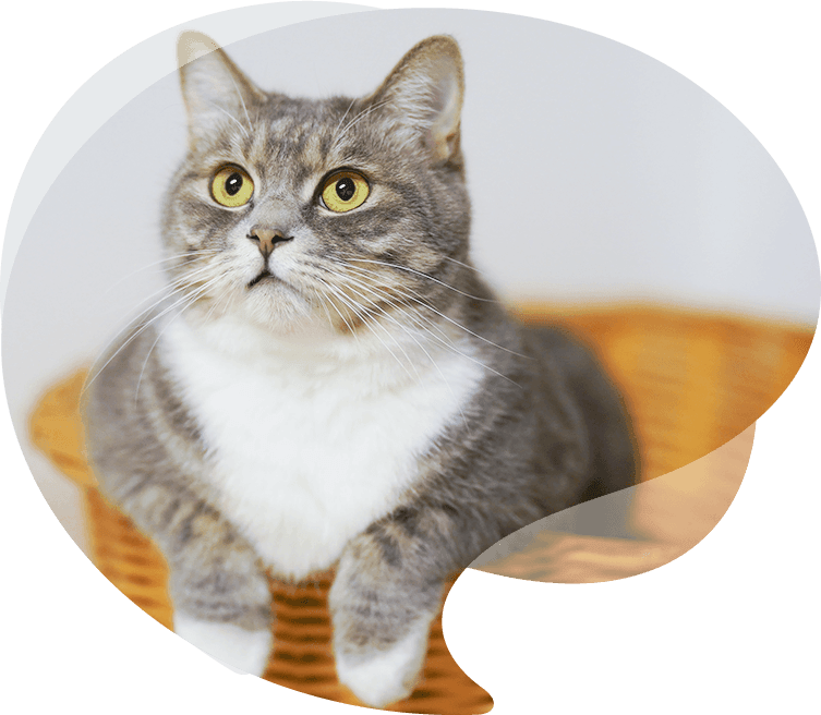 Őszinte Pet Products Co., Ltd.